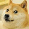 doggylifeyee