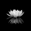 hqhamthiha29091979gail.c