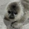 sealz4life