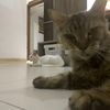 tigercat826