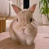 うさぎのくるみ