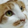 mamacat1612