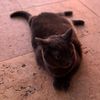 MeowsicVibing