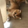 cat.kittens.cat