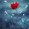 mdkamalhaoladar10