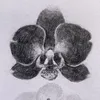 awa.s91