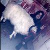 anglfas