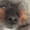smellygoose03
