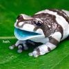 nutellafrog