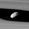 realdaphnis