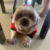 doge.cat