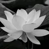 xuyen.nguyen567
