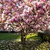 mmagnoliah