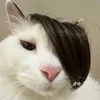 accthuhaii