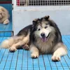 Leo và cuộc sống ở Đà Lạt💕