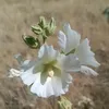 شێخ هەڵۆ تەق تەقی
