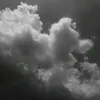 nphuz88