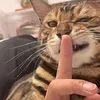 bbbogmeo