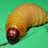 traigiongduong