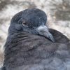 pigeon_tabix