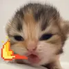 bunbosoipho