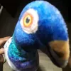 ririopverxxx
