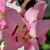 pascale050765