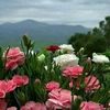 samia.zaki59