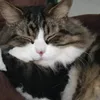 catmandershepurrd