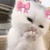 asalmdjjj