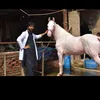 drwahabvet