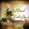 muzamilahmed320