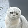 cutestcats_
