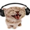_frogst0mped
