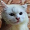 mooneoja
