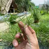 mientaythuthiet