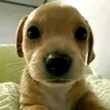 soyunperritoquehabla