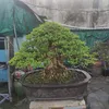 dyag88eguggn