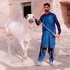shani55grupchakwal