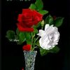 maghfardawar585