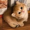 pingkeiy