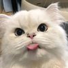 peeraphat_144p