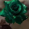 amalmohammadb