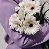 lilac.lush0