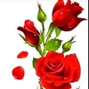 dyt0sw40xcws
