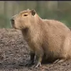 capivara6