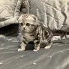 Мася