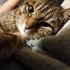 kirbythecat