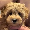 lola_the_moodle