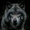 wolfwatch05